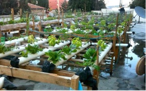 Diverse verdure che crescono su un tetto con un sistema NFT